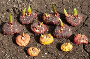 Ako sadiť jarné cibuľoviny, aby vám ich nezlikvidovali škodce?
