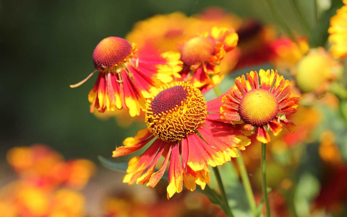 Helenium