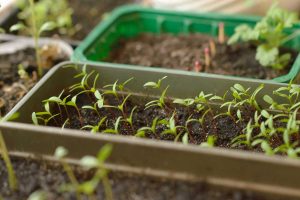 Je potrebné pri vysievaní hnojiť substrát a aké semienka vysievať vo februári? Odpovedá Martin Čurda