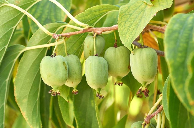 Martin Čurda odporúča: Vďaka zmene klímy môžeme pestovať u nás tieto subtropické druhy rastlín