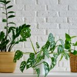 Zamiokulkas, epipremnum a monstera v kvetináči