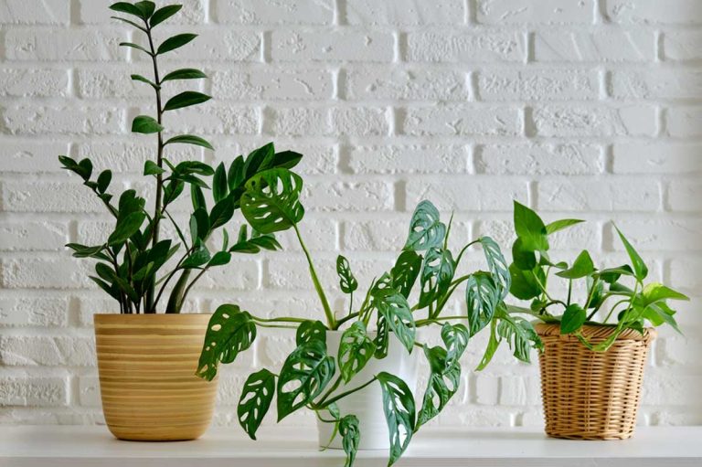 Máte doma málo svetla? Tieto izbové rastliny sú pre vás ideálnou voľbou