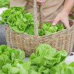 Ako pestovať hlávkový šalát