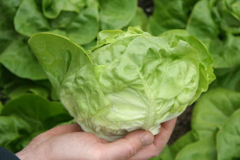 Celoročný a univerzálny hlávkový šalát