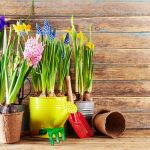 Rýchlené cibuľoviny