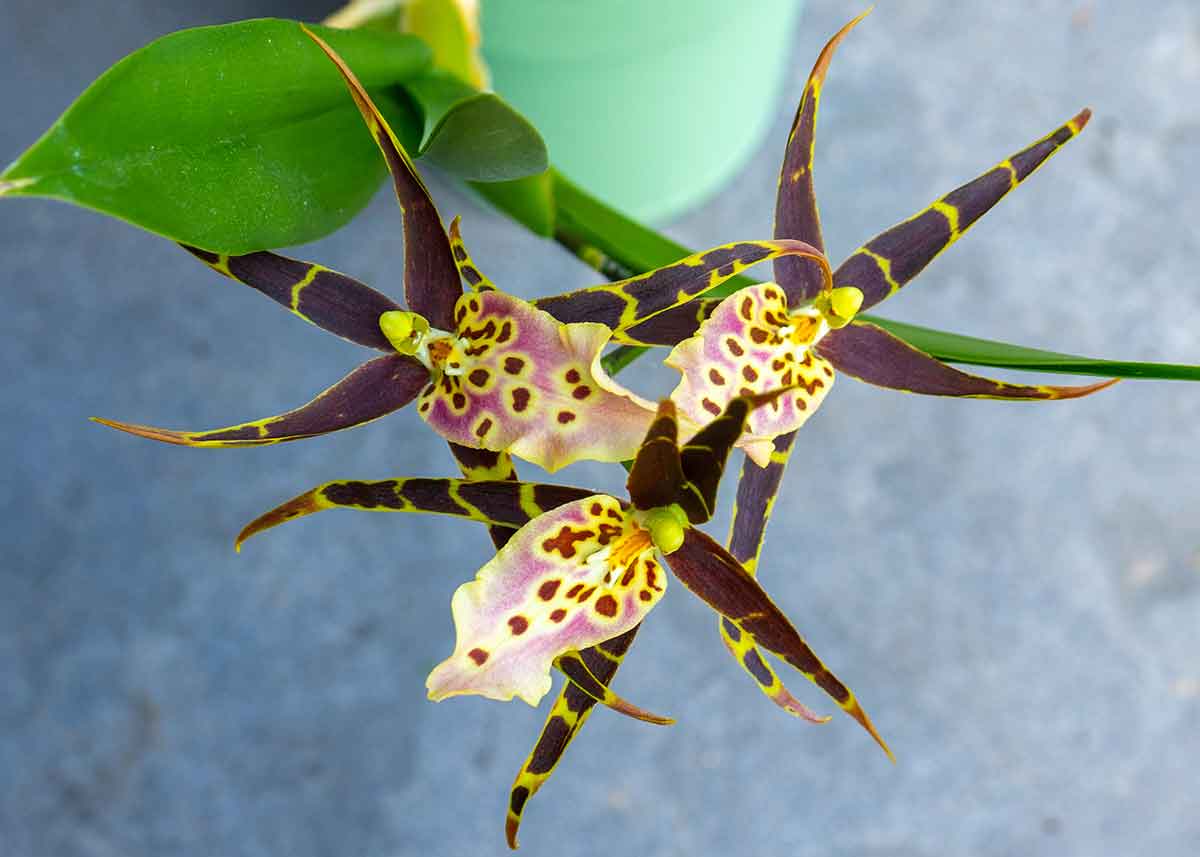 Brassia