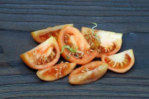 Naklíčené semienka vo v nútri paradajok