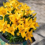 Ľalie v kvetináči