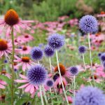 Spôsoby, ako rozmnožiť rastliny