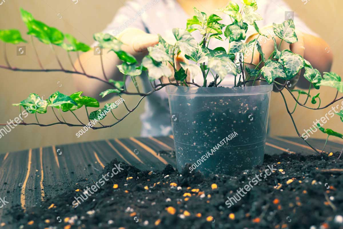 stock photo care and replanting of flowers in pot at home woman transplants plants gardening at home hostess 1905122086
