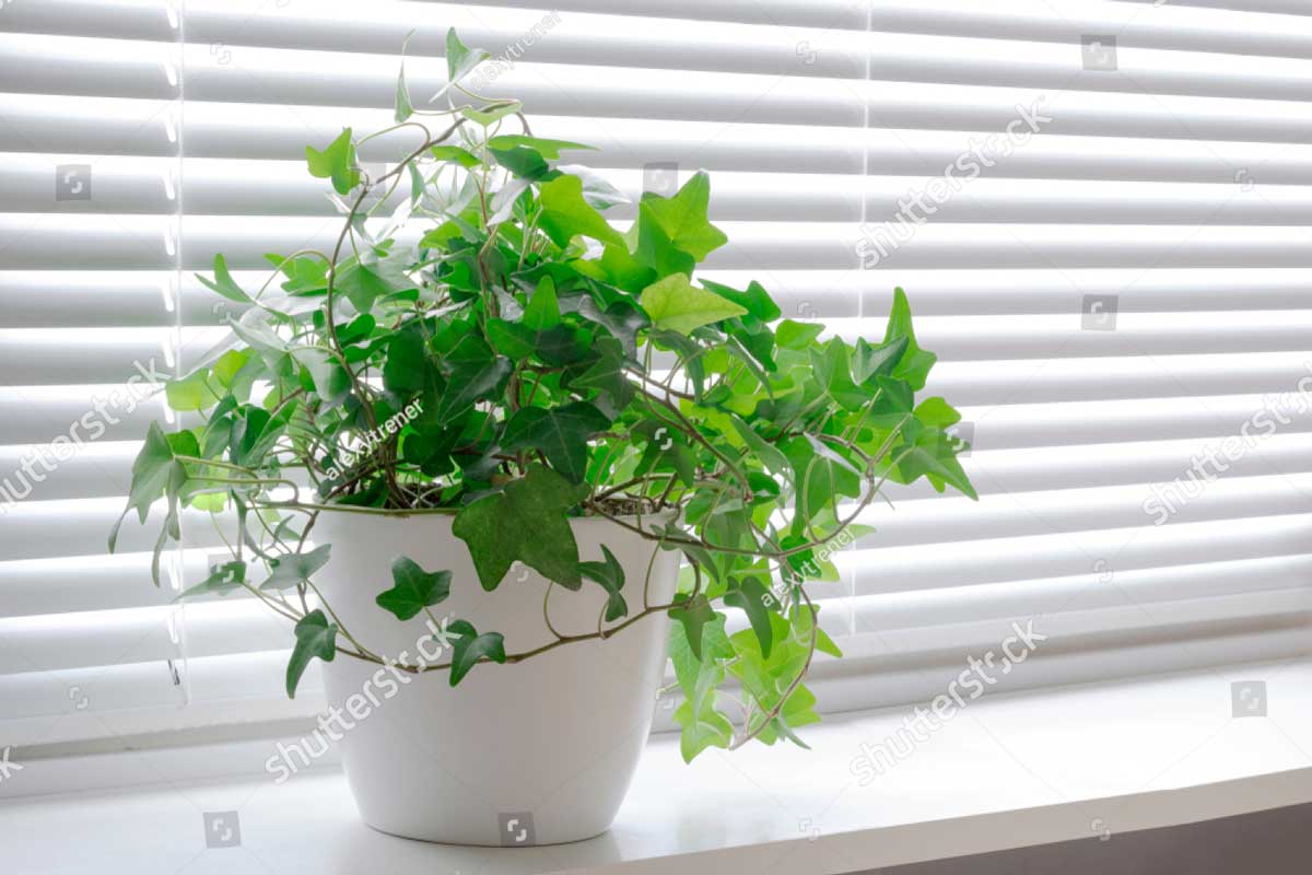 stock photo flower hedera ivy in white a pot on the light windowsill blinds window 1319898650