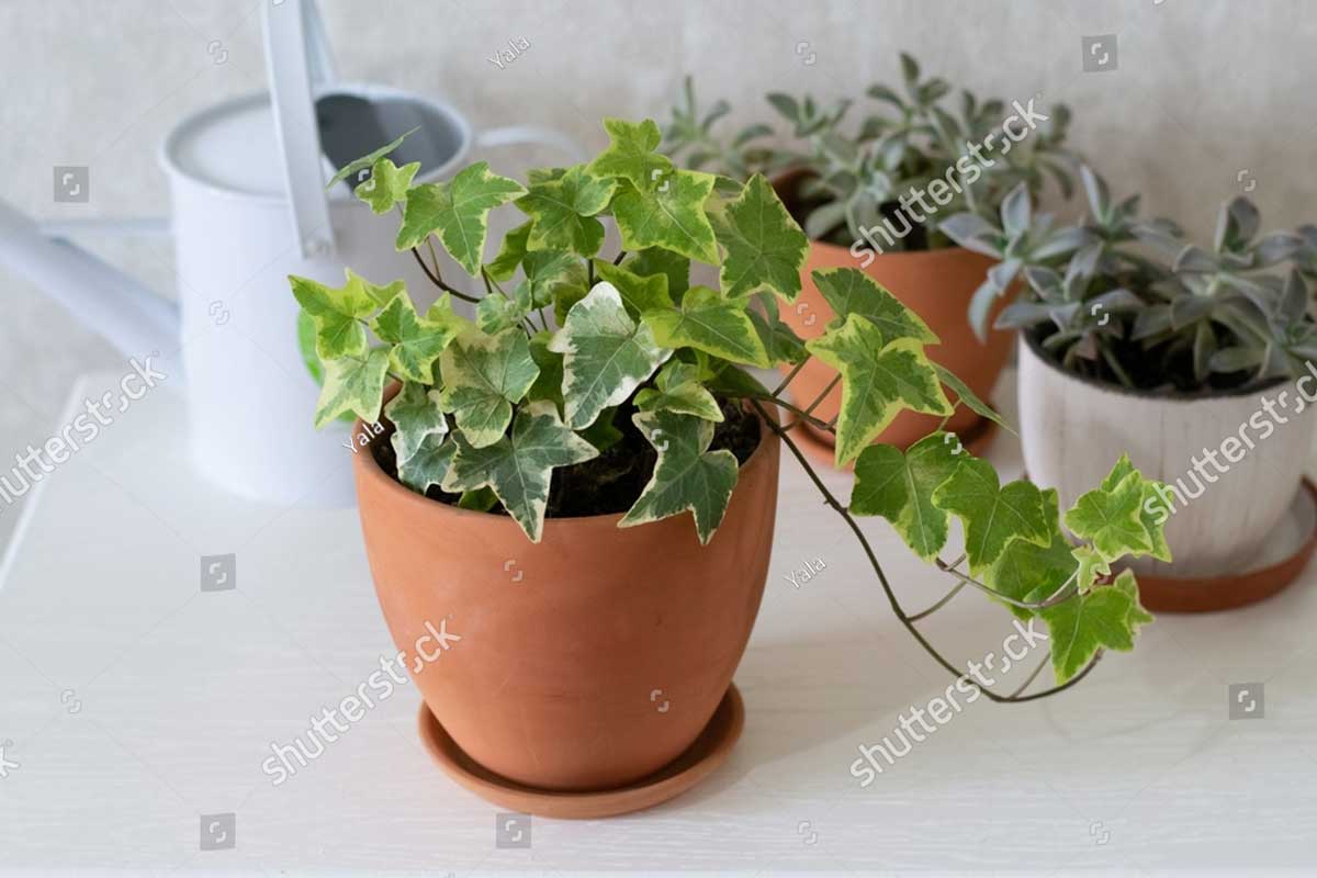 stock photo home green houseplants hedera succulents 2184149539