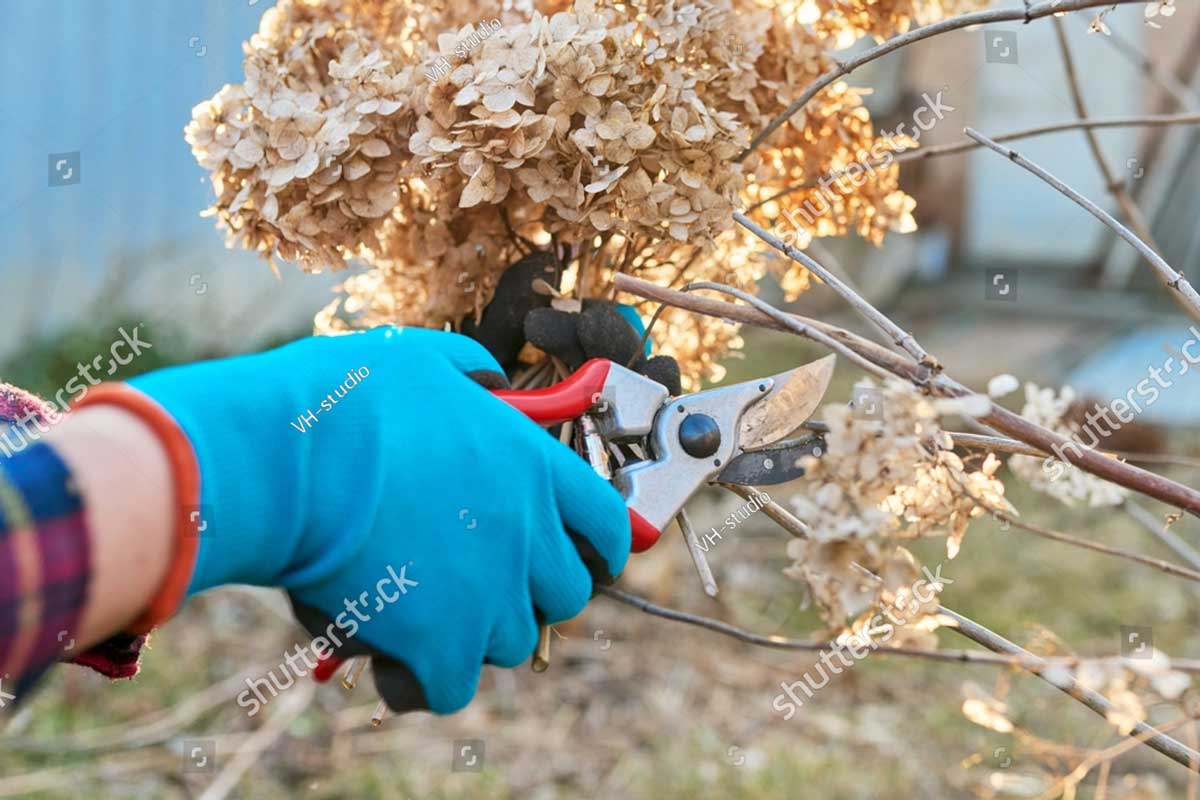 stock photo seasonal spring work in the garden backyard pruning a hydrangea bush with pruning shears 2061014714