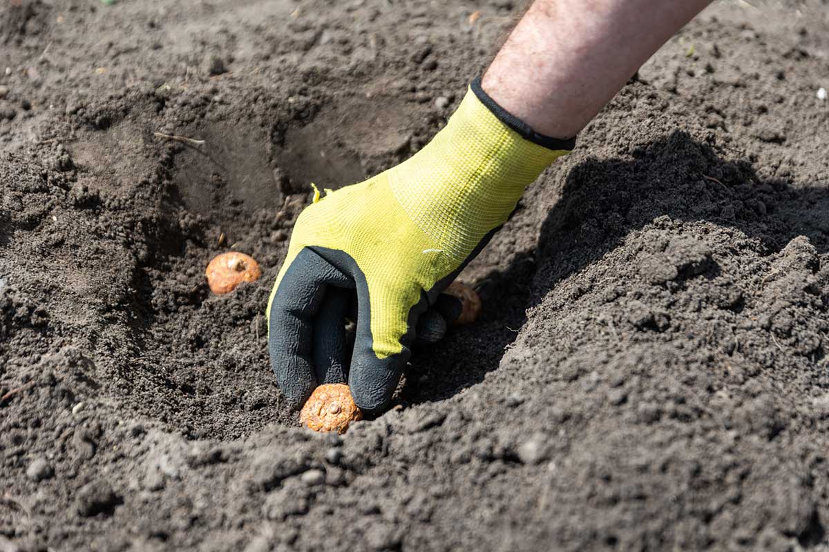 Vloženie hľuzy montbrécií do správnej hĺbky