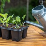 Predpestovanie hlúbovín