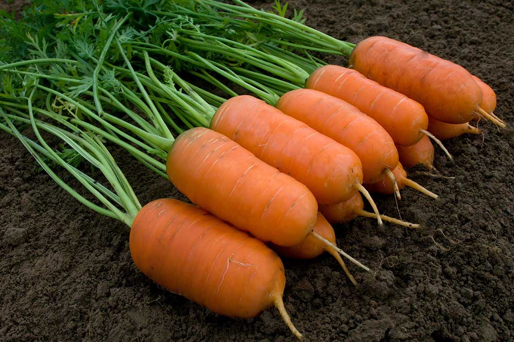 Mrkva Aron F1 MoravoSeed