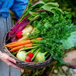 Pestovanie vlastnej zeleniny v záhrade