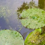 Ako odstrániť riasy v jazierku