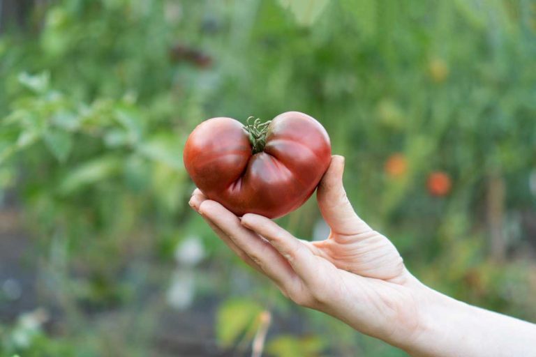 Všetko, čo vás zaujíma o pestovaní paradajok: Odpovedáme na 45 najčastejších otázok