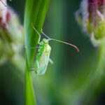 Dravá bzdocha Macrolophus caliginosus