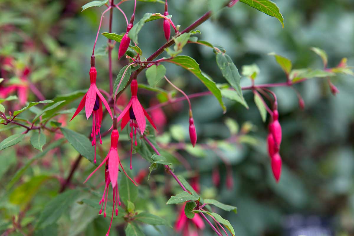 Fuksia čilská (Fuchsia magellanica)