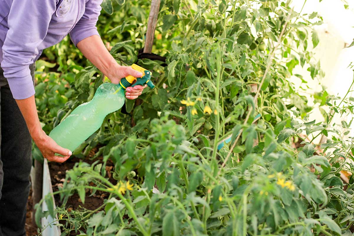 Hnojenie a postreky paradajok proti škodcom