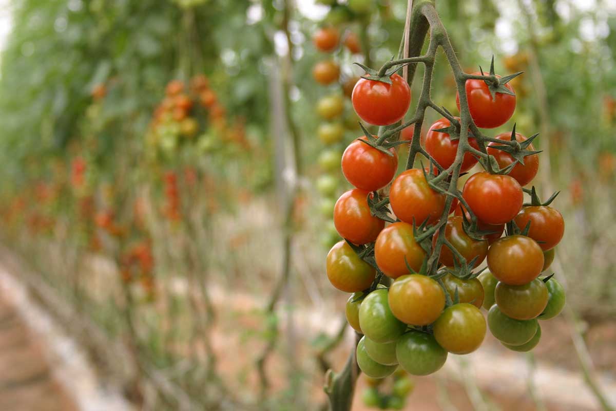 Opora pri kolíkových odrodách paradajok