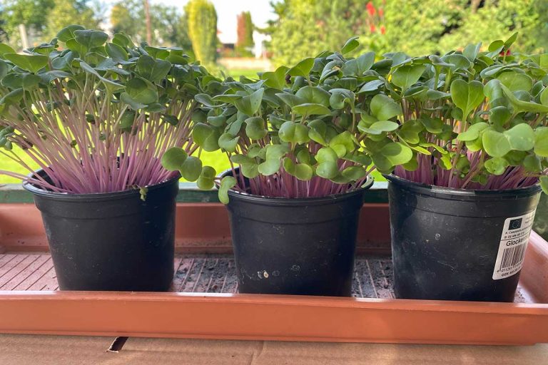 Mikrogreeny – novinka pre vaše zdravie