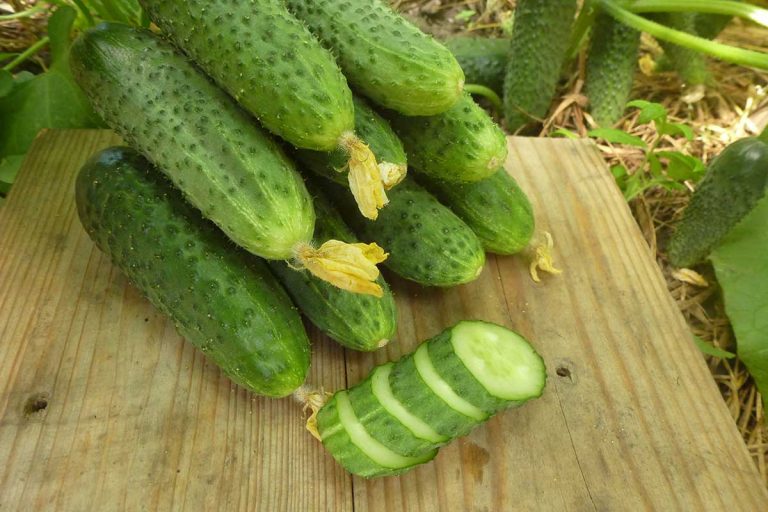 Ten najlepší výber z partenokarpických uhoriek zo Smržíc