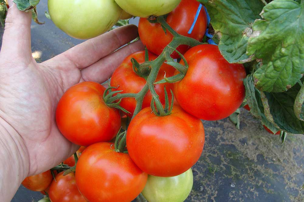 paradajka Palava F1 MoravoSeed