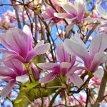 Rozmnožovanie magnólie