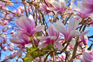 pestovanie magnolia