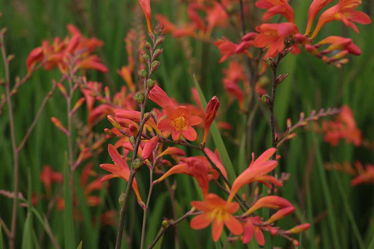 Montbrécie (Crocosmia)