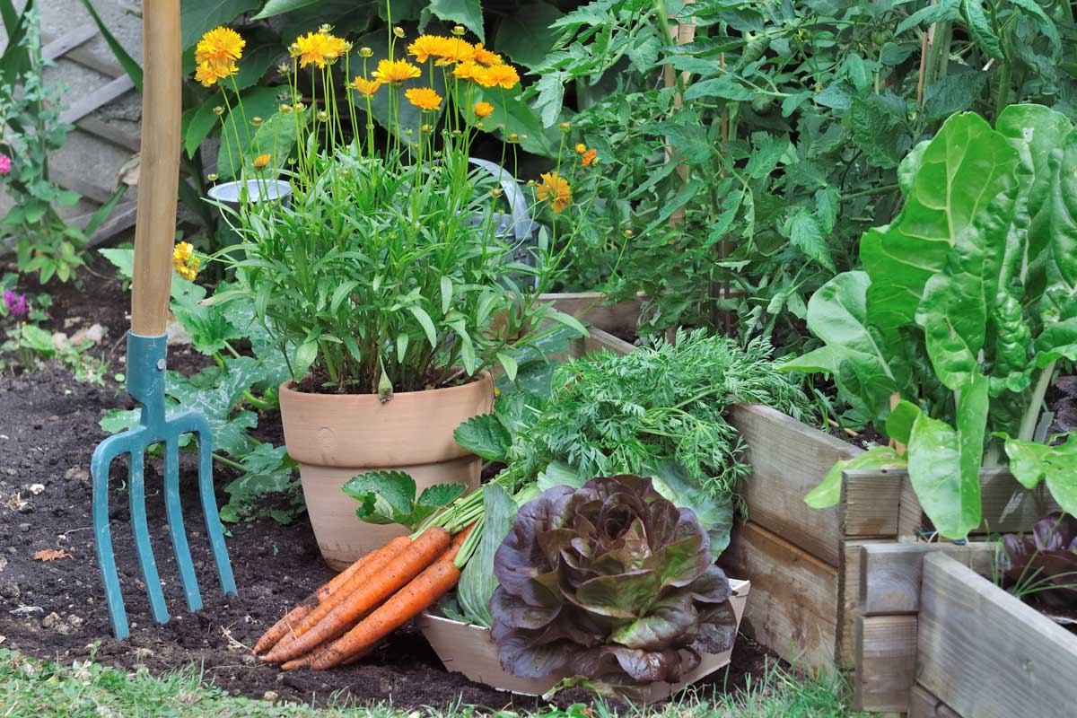 Ako na pestovanie zeleniny v záhrade
