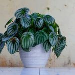 Pieprovec striebristý (Peperomia argyreia)