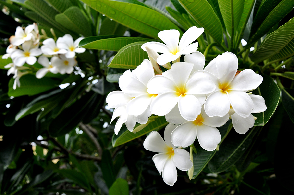 Pluméria – frangipani