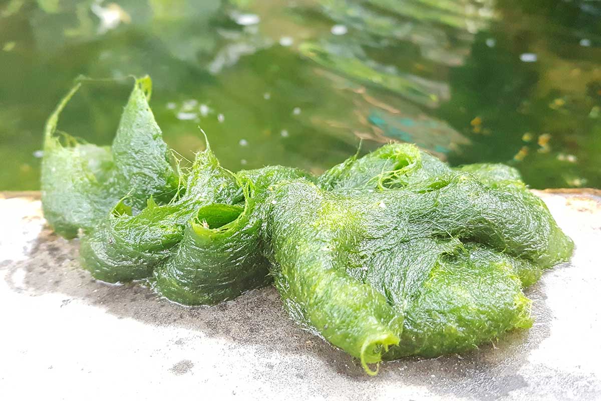 Zelené riasy vytiahnuté zo záhradného jazierka