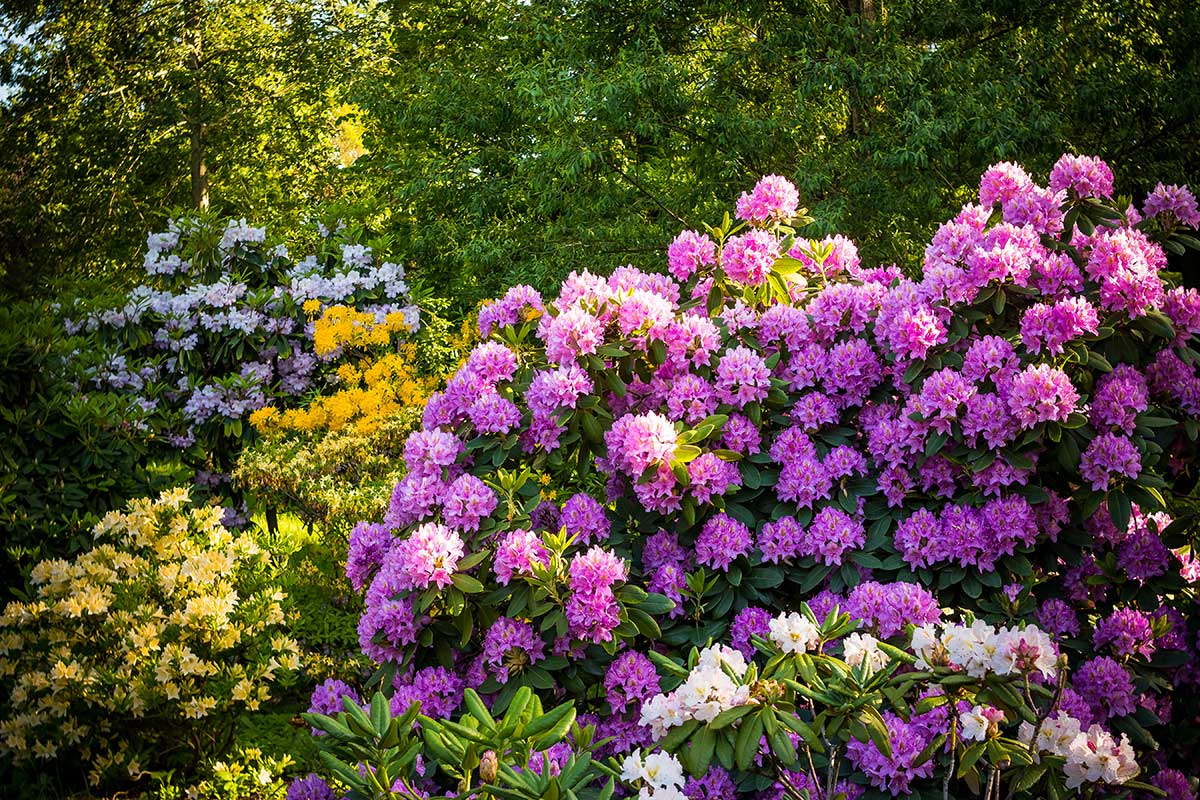 Sadenie rododendronov a azaliek