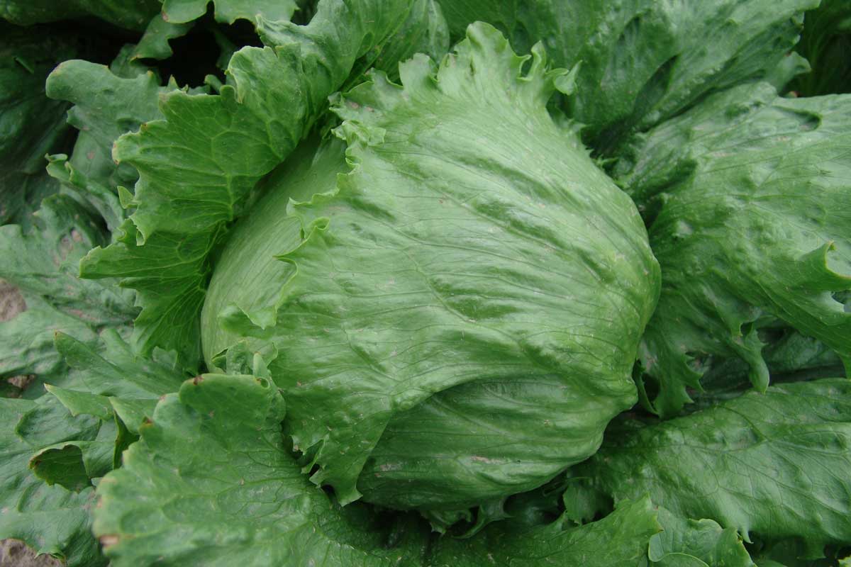 Šalát ľadový STAMIR