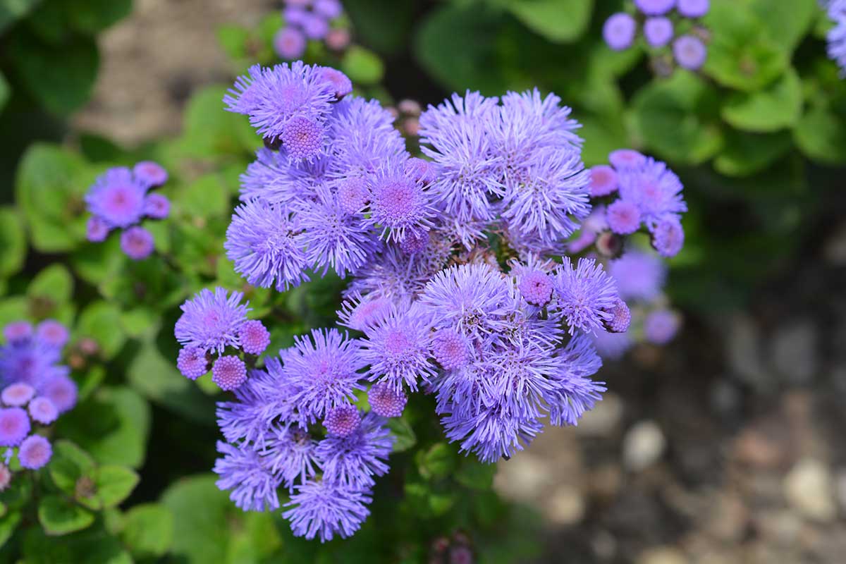 Ageratum