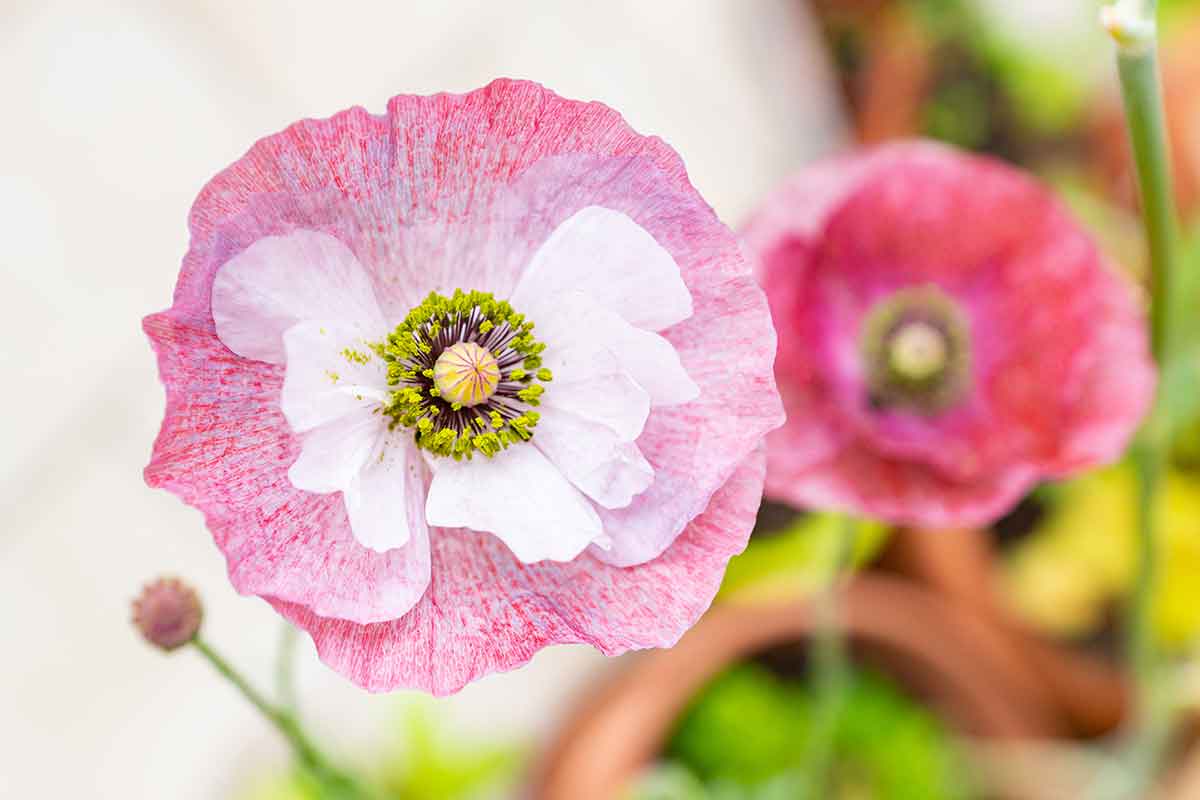 Vlčí mak - Papaver skupiny Shirley Poppy