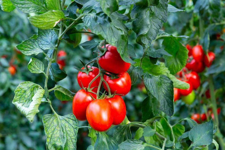 Veľký rozhovor s odborníkom: Všetko, čo potrebujete vedieť o pestovaní rajčín