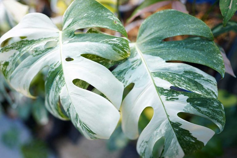 Pestujete panašované rastliny? Poruchy variegácie môžu ich hodnotu výrazne znížiť, alebo rastlinu celkom zničiť