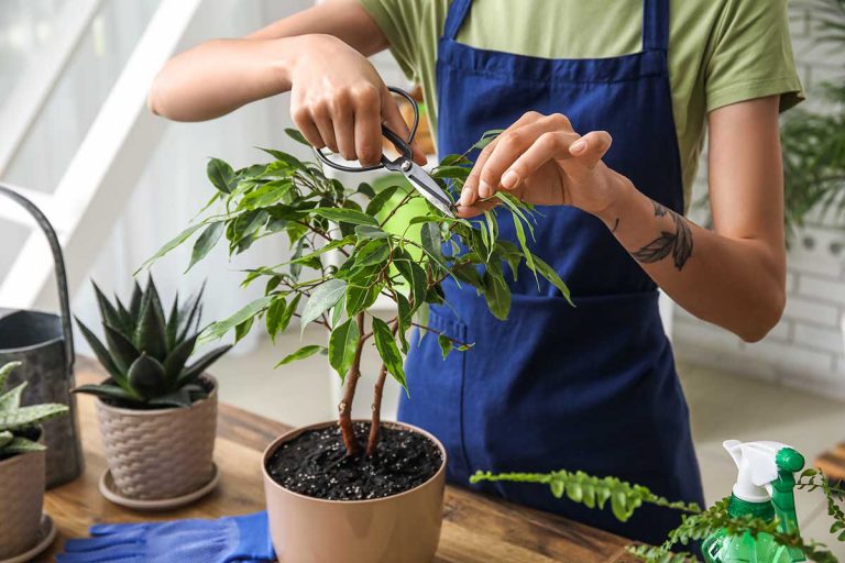 Aj vášmu fikusu pravidelne opadávajú listy? Odborníčka radí, ako tomu predchádzať