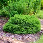 Zakrpatený ihličnan