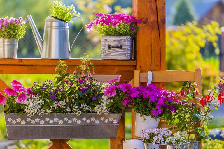 Ktoré kvety sú vhodné na balkón a parapet? Tieto nezvyčajné druhy vás očaria