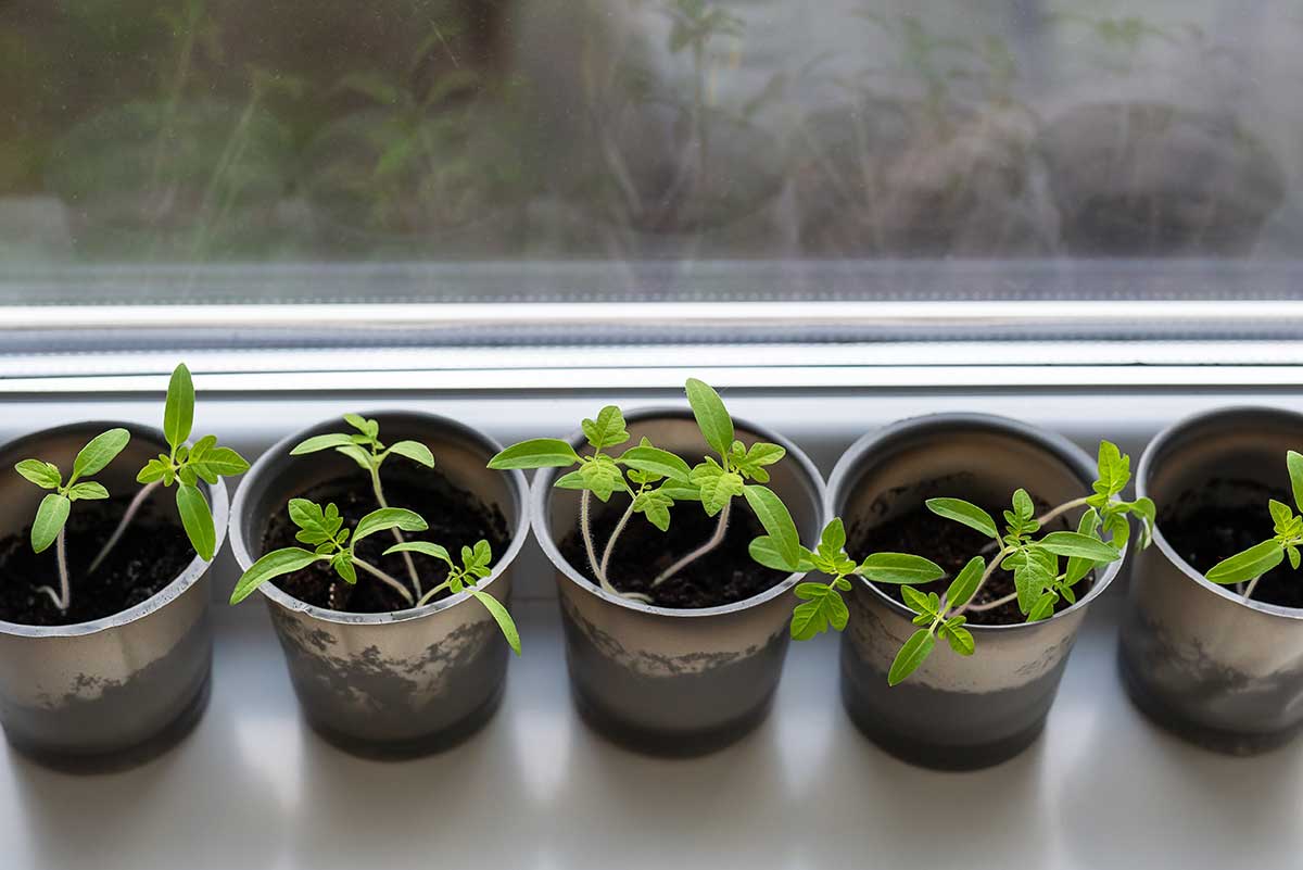 Starostlivosť o priesady paradajok na okennom parapete