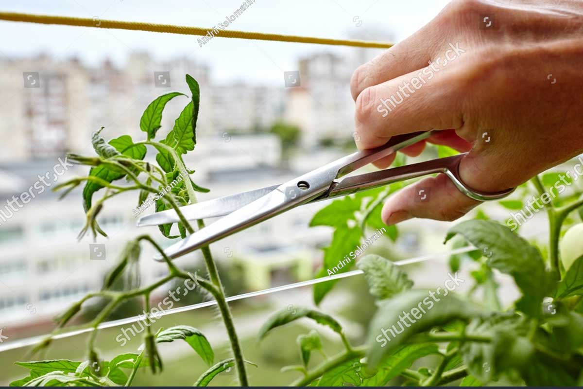 stock photo men s hands pruning suckers side shoots from tomato plants with scissors farmer man gardening in 2278004983