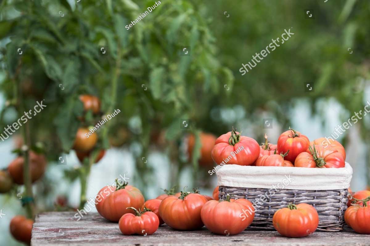 stock photo organic food free red vegetables of tomato 2278725513