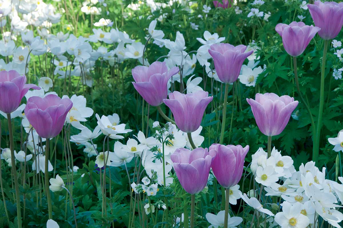 Tulipán ‘Violet Beauty’ a veternica lesná v záhrade